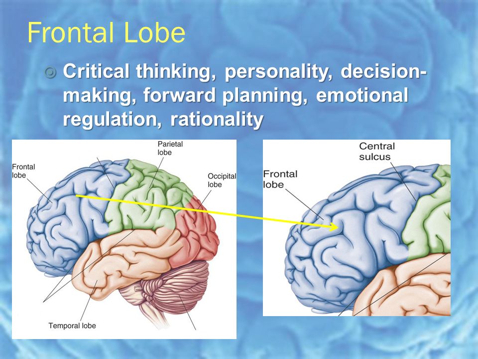Frontal Lobe  Critical thinking, personality, decision- making, forward planning, emotional regulation, rationality