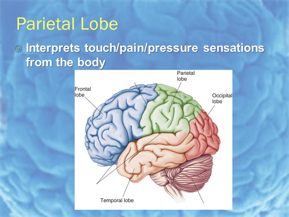 Parietal Lobe  Interprets touch/pain/pressure sensations from the body