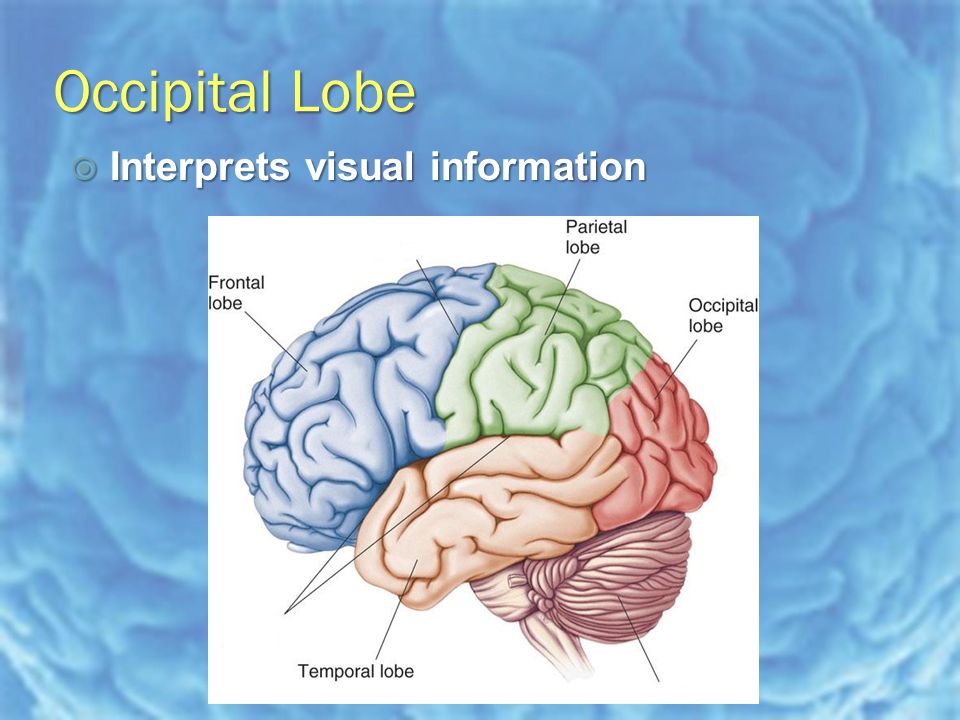Occipital Lobe  Interprets visual information
