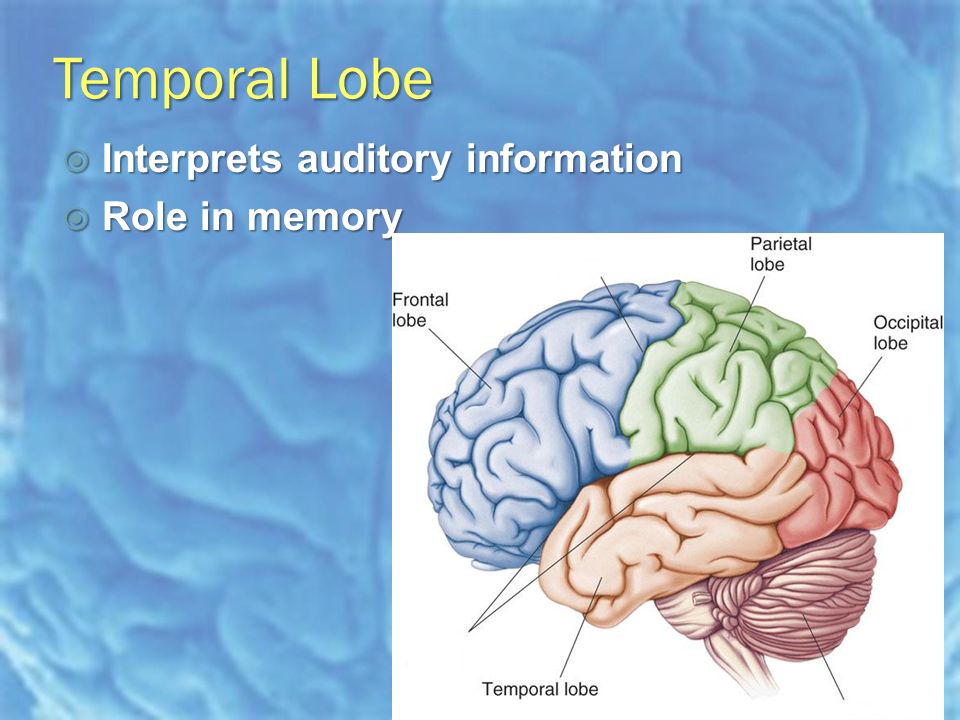 Temporal Lobe  Interprets auditory information  Role in memory