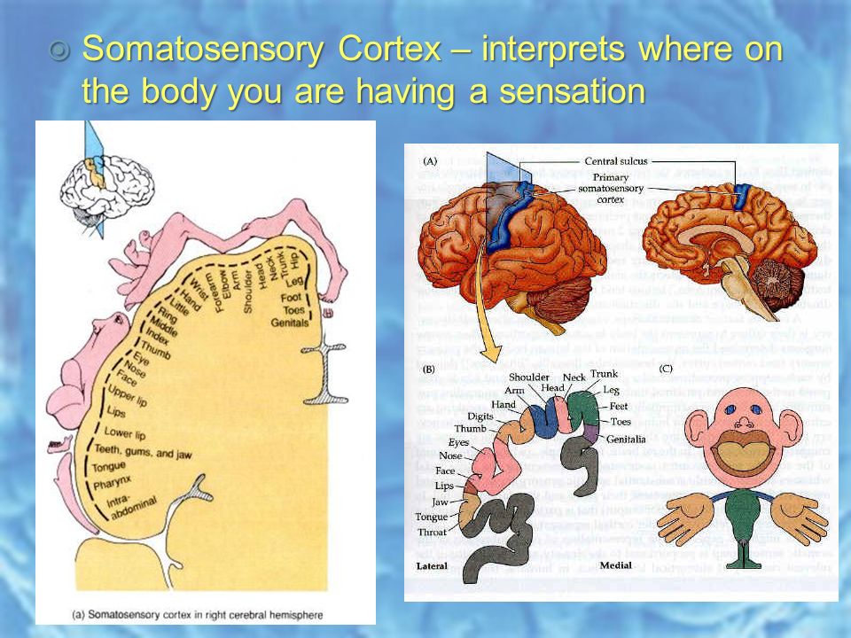  Somatosensory Cortex – interprets where on the body you are having a sensation