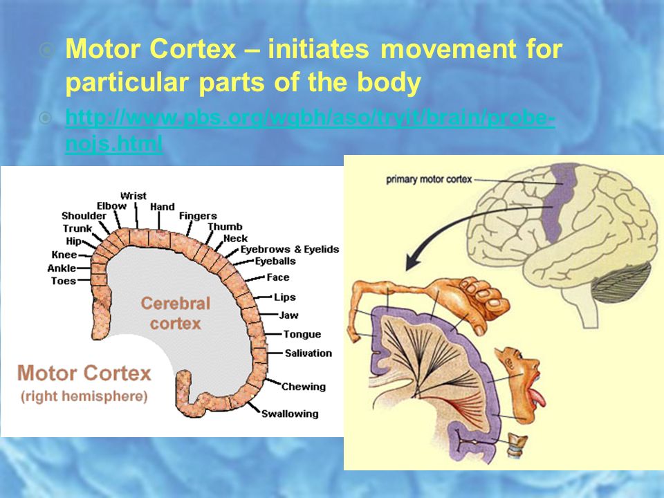  Motor Cortex – initiates movement for particular parts of the body    nojs.html   nojs.html