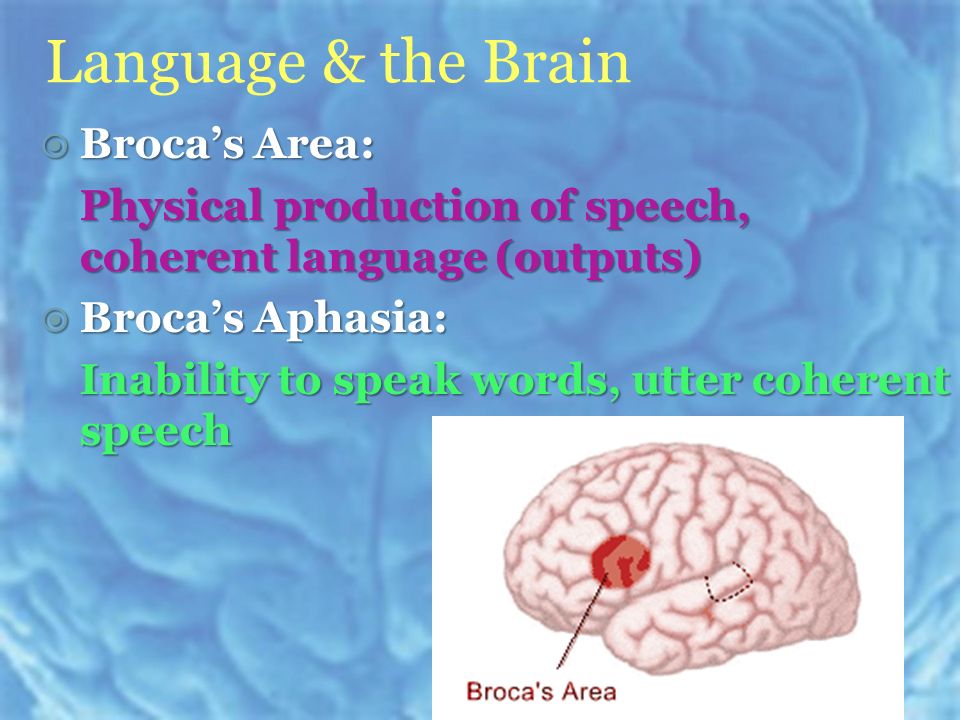 Language & the Brain  Broca’s Area: Physical production of speech, coherent language (outputs)  Broca’s Aphasia: Inability to speak words, utter coherent speech