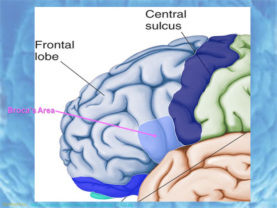 Broca’s Area Modified from: