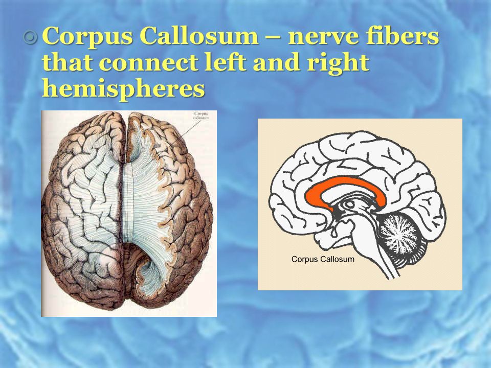  Corpus Callosum – nerve fibers that connect left and right hemispheres