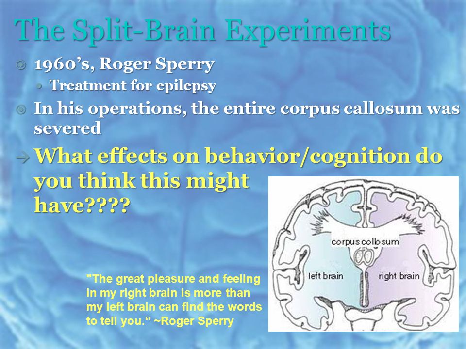 The Split-Brain Experiments  1960’s, Roger Sperry Treatment for epilepsy Treatment for epilepsy  In his operations, the entire corpus callosum was severed  What effects on behavior/cognition do you think this might have .