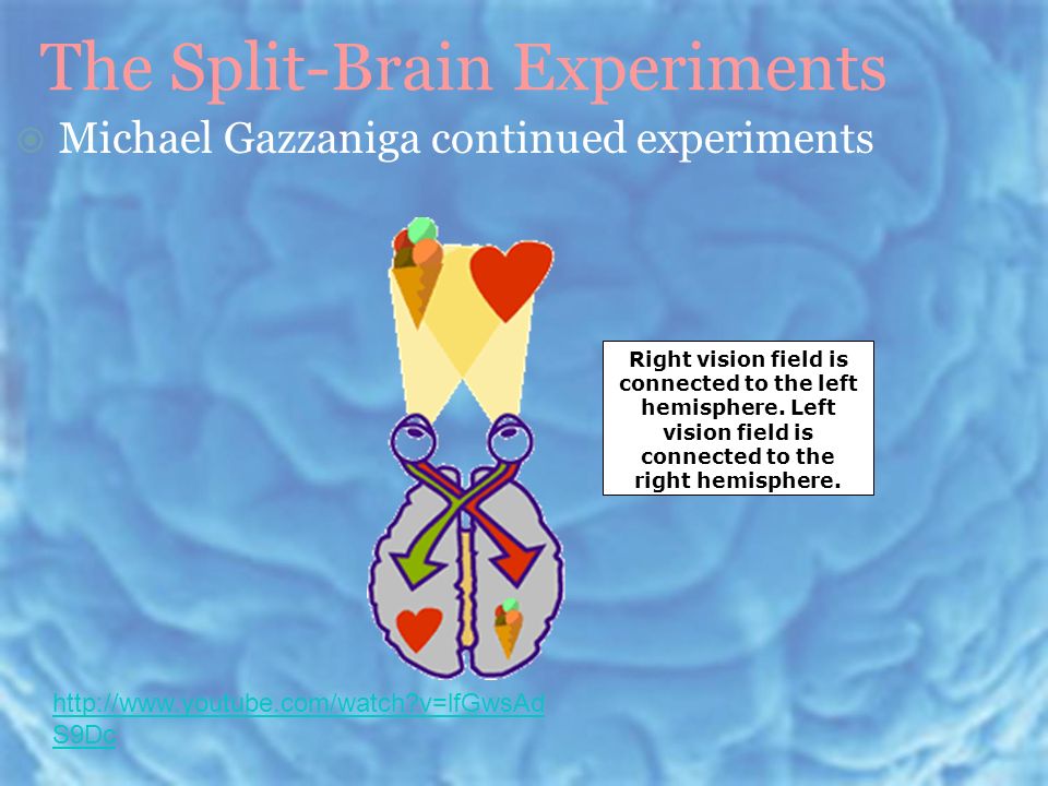 The Split-Brain Experiments  Michael Gazzaniga continued experiments Right vision field is connected to the left hemisphere.