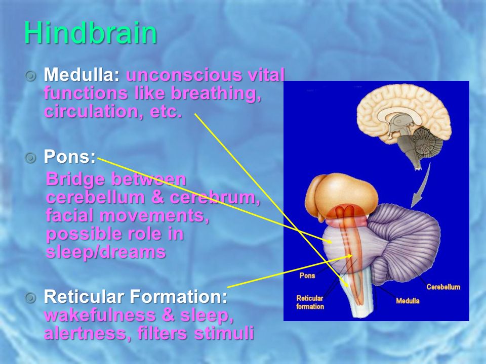 Hindbrain  Medulla: unconscious vital functions like breathing, circulation, etc.