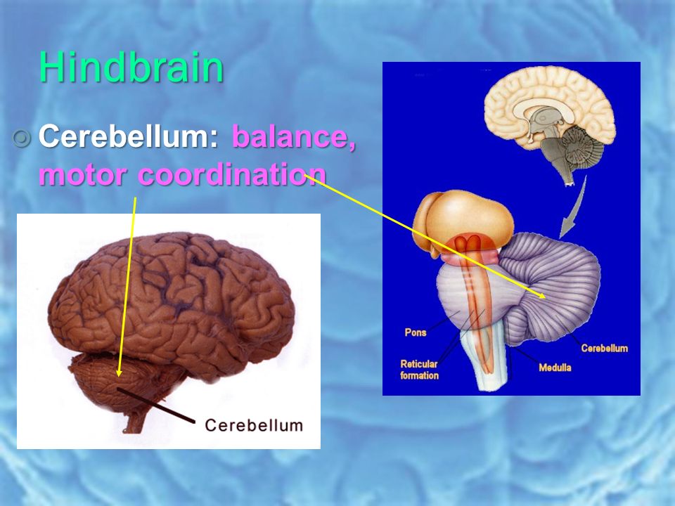  Cerebellum: balance, motor coordination Hindbrain