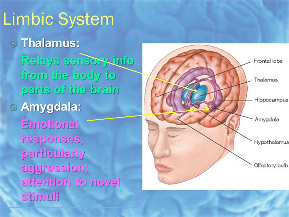Limbic System TTTThalamus: Relays sensory info from the body to parts of the brain AAAAmygdala: Emotional responses, particularly aggression; attention to novel stimuli