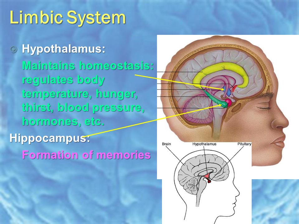 Limbic System  Hypothalamus: Maintains homeostasis: regulates body temperature, hunger, thirst, blood pressure, hormones, etc.