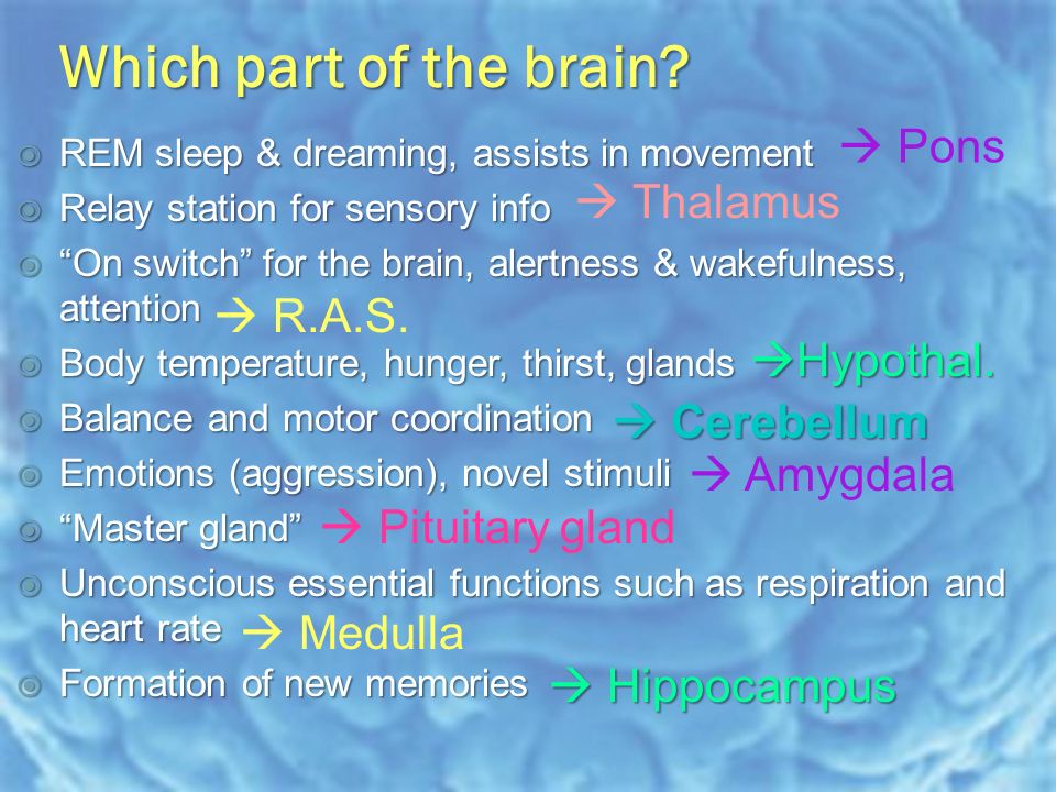  REM sleep & dreaming, assists in movement  Relay station for sensory info  On switch for the brain, alertness & wakefulness, attention  Body temperature, hunger, thirst, glands  Balance and motor coordination  Emotions (aggression), novel stimuli  Master gland  Unconscious essential functions such as respiration and heart rate  Formation of new memories Which part of the brain.