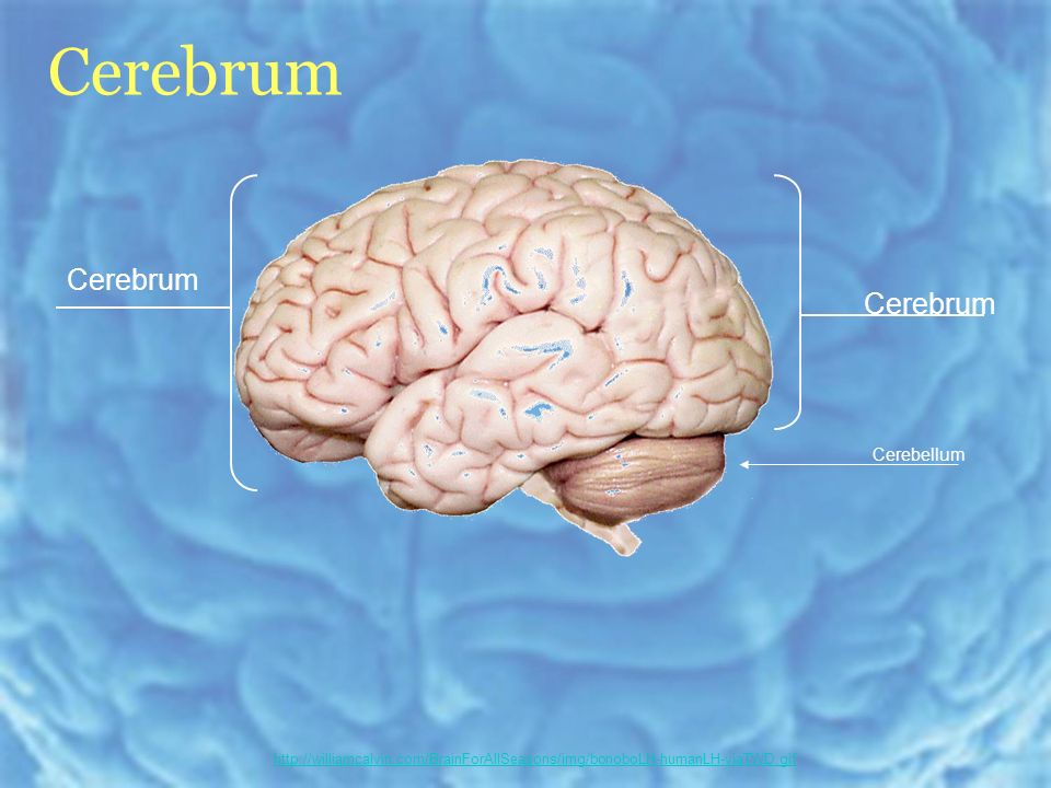 Cerebrum Cerebellum   Cerebrum
