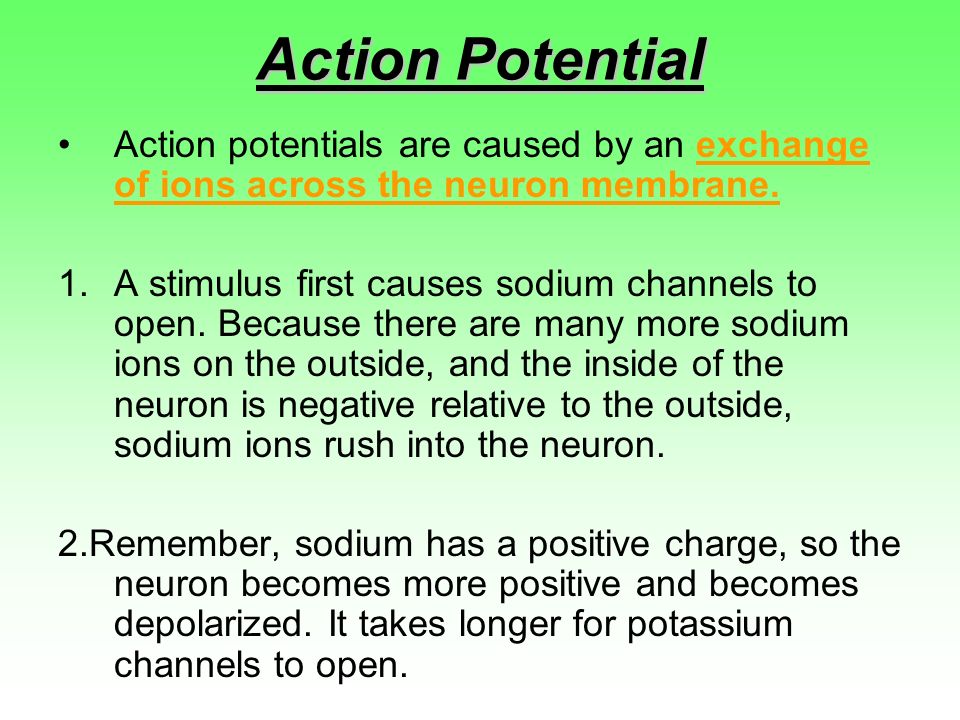 Action Potential Action potentials are caused by an exchange of ions across the neuron membrane.