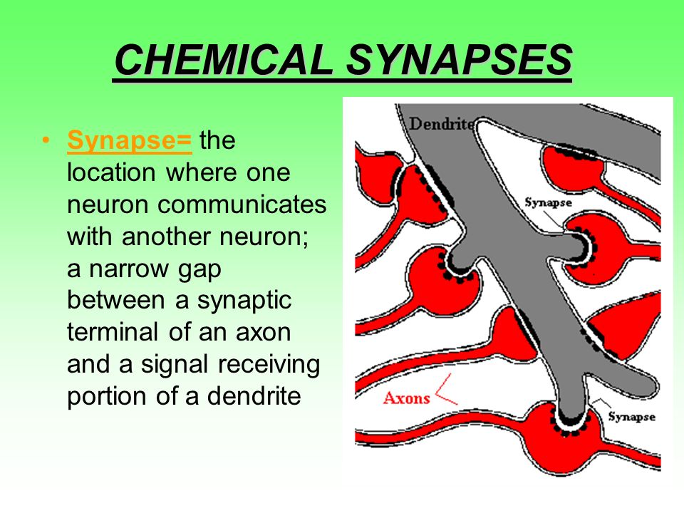 CHEMICAL SYNAPSES Synapse= the location where one neuron communicates with another neuron; a narrow gap between a synaptic terminal of an axon and a signal receiving portion of a dendrite