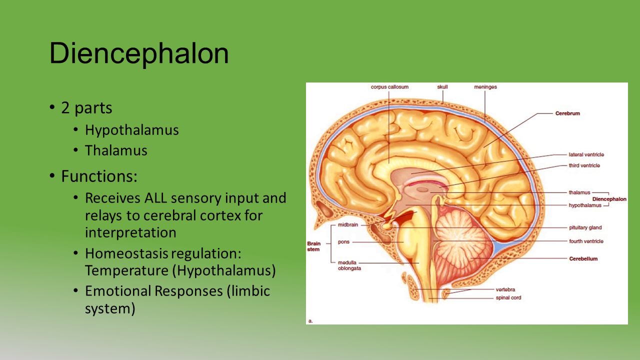 Diencephalon 2 parts Hypothalamus Thalamus Functions: Receives ALL sensory input and relays to cerebral cortex for interpretation Homeostasis regulation: Temperature (Hypothalamus) Emotional Responses (limbic system)