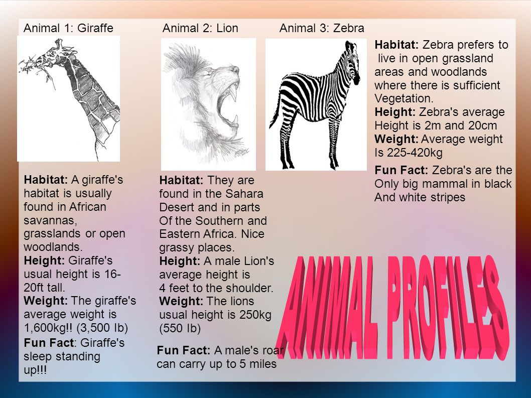 Animal 1: Giraffe Animal 2: Lion Habitat: A giraffe s habitat is usually found in African savannas, grasslands or open woodlands.