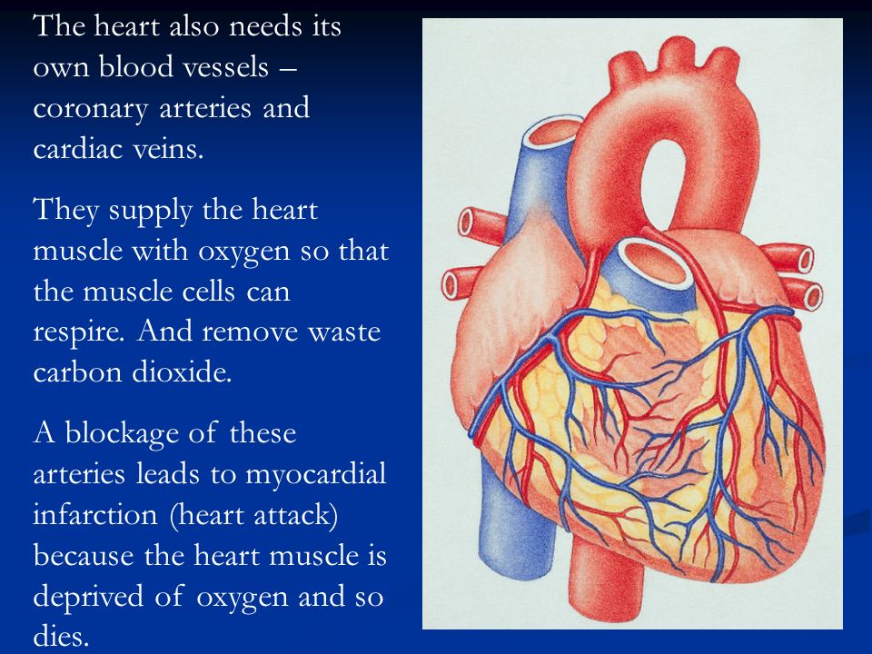 The heart also needs its own blood vessels – coronary arteries and cardiac veins.