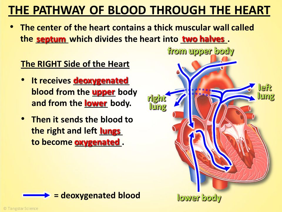 these muscular compartments contract to pump blood overview of the heart and muscles form from the embryonic