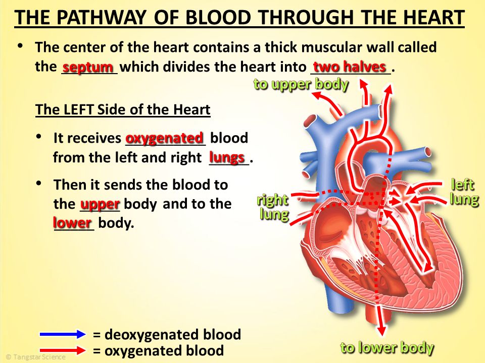 these muscular compartments contract to pump blood overview of the heart and muscles form from the embryonic