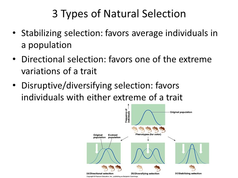 thesis about natural selection thesis about natural selection