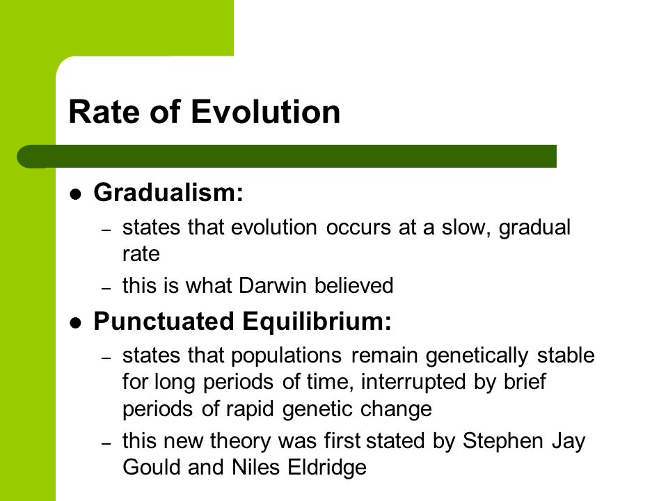 Rate of Evolution Gradualism: – states that evolution occurs at a slow, gradual rate – this is what Darwin believed Punctuated Equilibrium: – states that populations remain genetically stable for long periods of time, interrupted by brief periods of rapid genetic change – this new theory was first stated by Stephen Jay Gould and Niles Eldridge