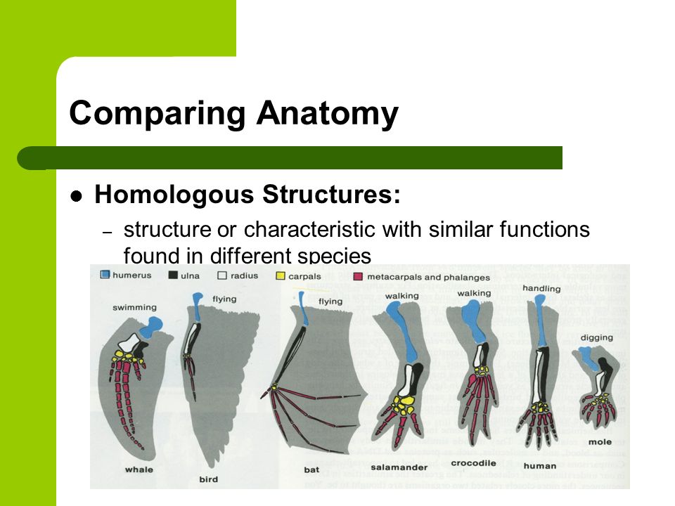 Comparing Anatomy Homologous Structures: – structure or characteristic with similar functions found in different species – thought to be inherited from common ancestors – EX: humans, whales, and bats all have the same number and type of bones in the forelimbs