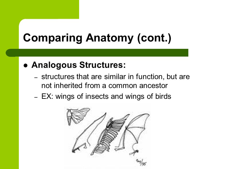 Comparing Anatomy (cont.) Analogous Structures: – structures that are similar in function, but are not inherited from a common ancestor – EX: wings of insects and wings of birds