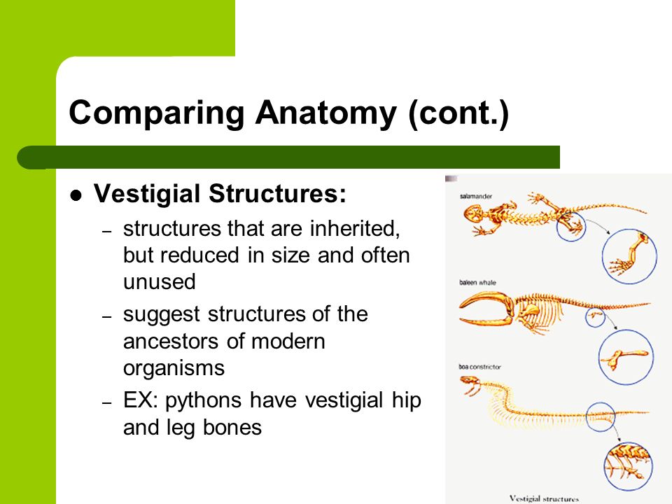 Comparing Anatomy (cont.) Vestigial Structures: – structures that are inherited, but reduced in size and often unused – suggest structures of the ancestors of modern organisms – EX: pythons have vestigial hip and leg bones