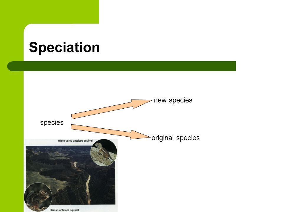 Speciation species new species original species