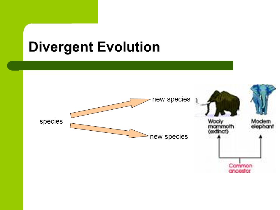 Divergent Evolution species new species