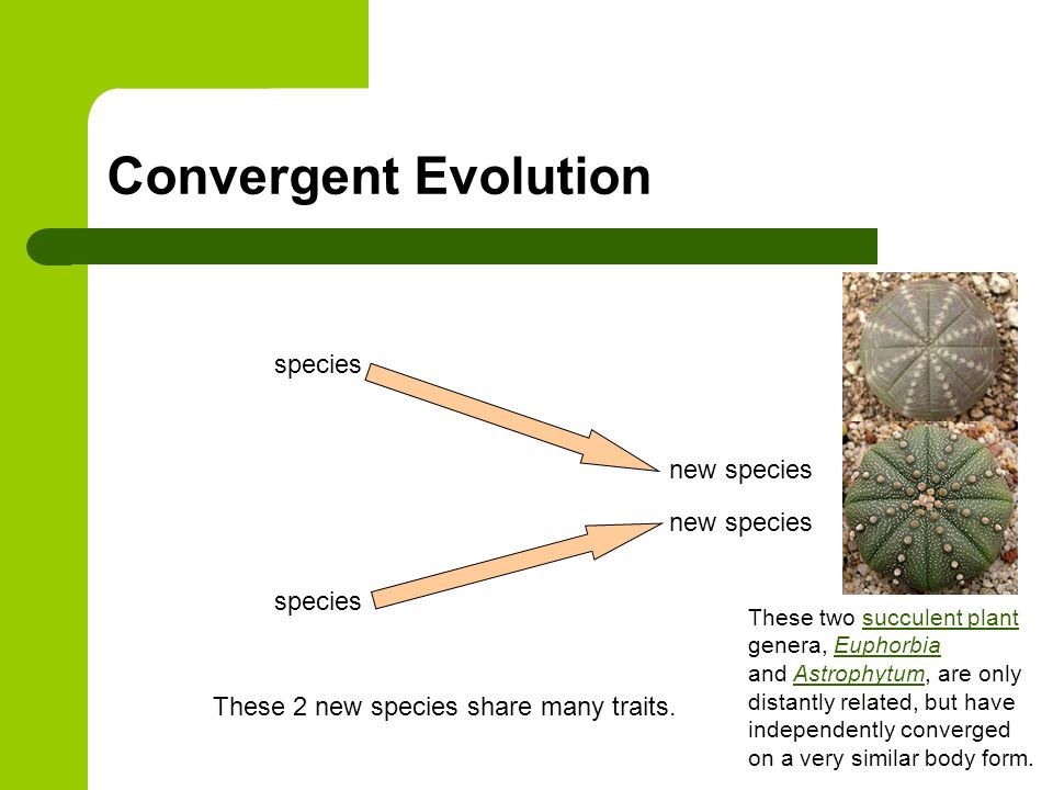 Convergent Evolution species new species species These 2 new species share many traits.