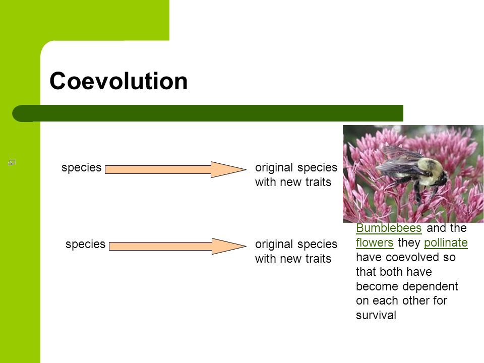 Coevolution speciesoriginal species with new traits original species with new traits species BumblebeesBumblebees and the flowers they pollinate have coevolved so that both have become dependent on each other for survival flowerspollinate