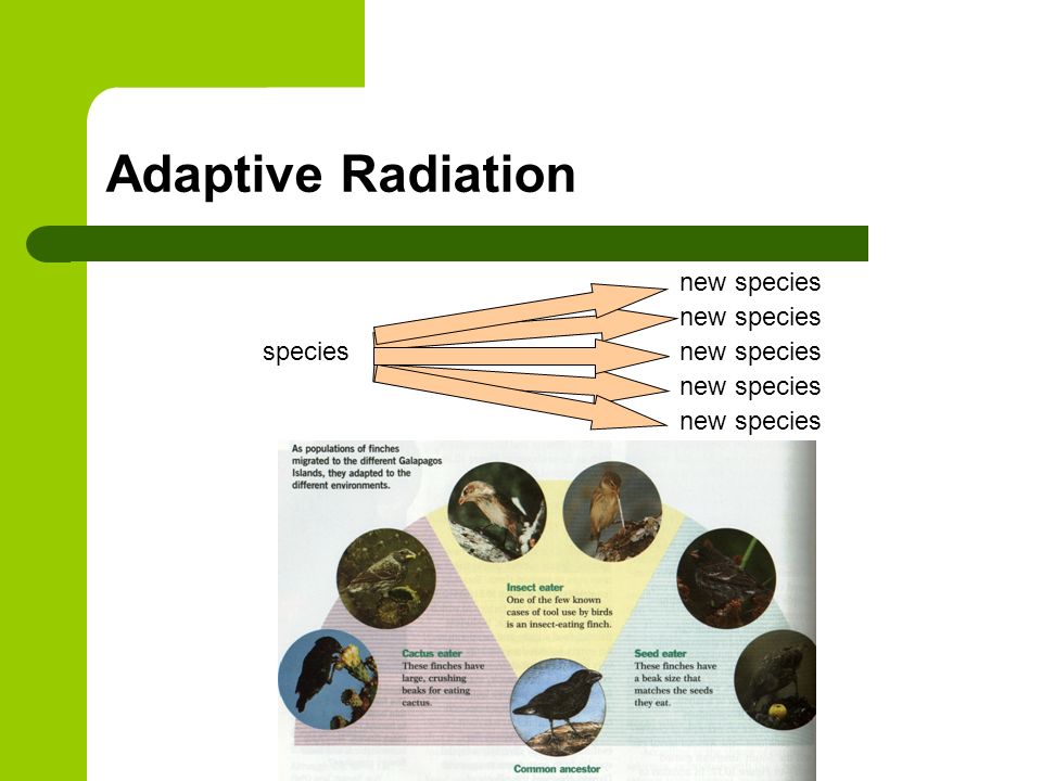 Adaptive Radiation species new species