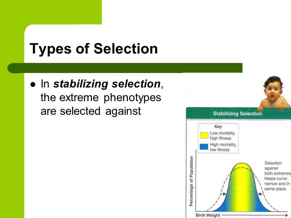 Types of Selection In stabilizing selection, the extreme phenotypes are selected against