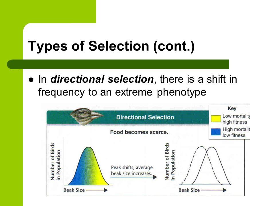 Types of Selection (cont.) In directional selection, there is a shift in frequency to an extreme phenotype