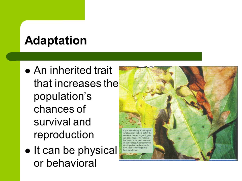 Adaptation An inherited trait that increases the population’s chances of survival and reproduction It can be physical or behavioral