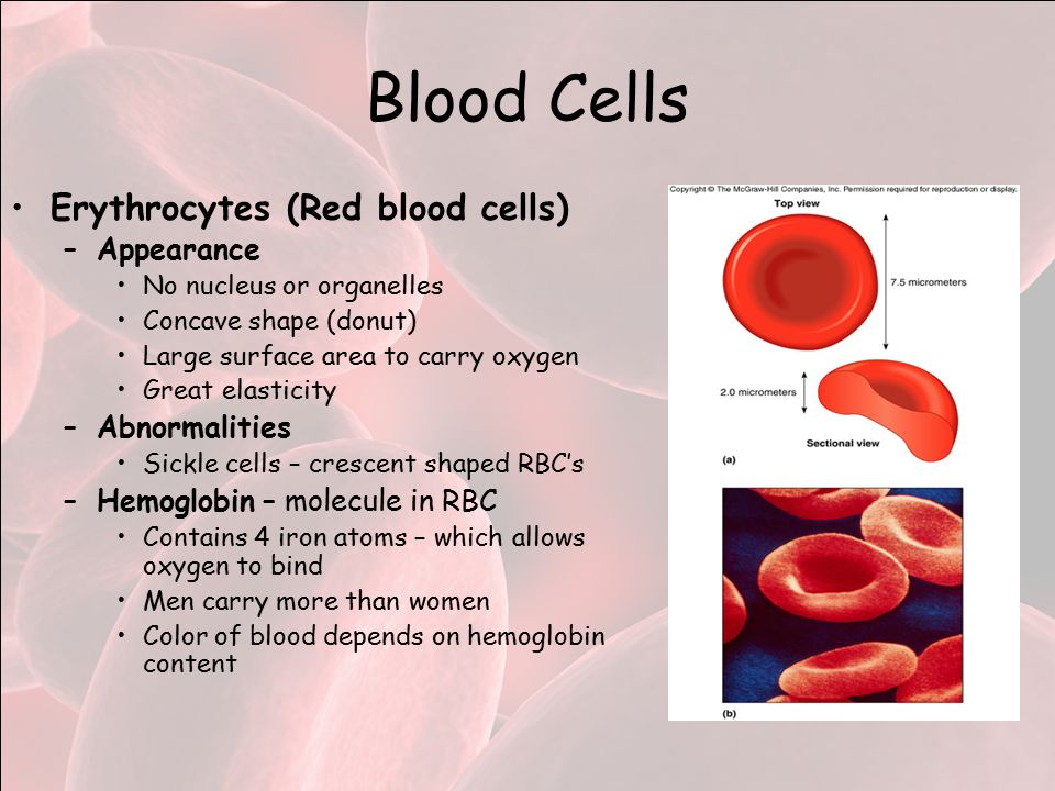 Blood Cells Erythrocytes (Red blood cells) –Appearance No nucleus or organelles Concave shape (donut) Large surface area to carry oxygen Great elasticity –Abnormalities Sickle cells – crescent shaped RBC’s –Hemoglobin – molecule in RBC Contains 4 iron atoms – which allows oxygen to bind Men carry more than women Color of blood depends on hemoglobin content
