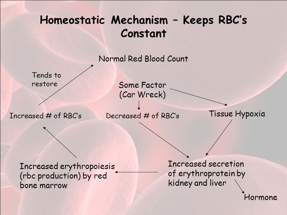 Homeostatic Mechanism – Keeps RBC’s Constant Normal Red Blood Count Some Factor (Car Wreck) Tissue Hypoxia Increased secretion of erythroprotein by kidney and liver Decreased # of RBC’s Hormone Increased erythropoiesis (rbc production) by red bone marrow Increased # of RBC’s Tends to restore
