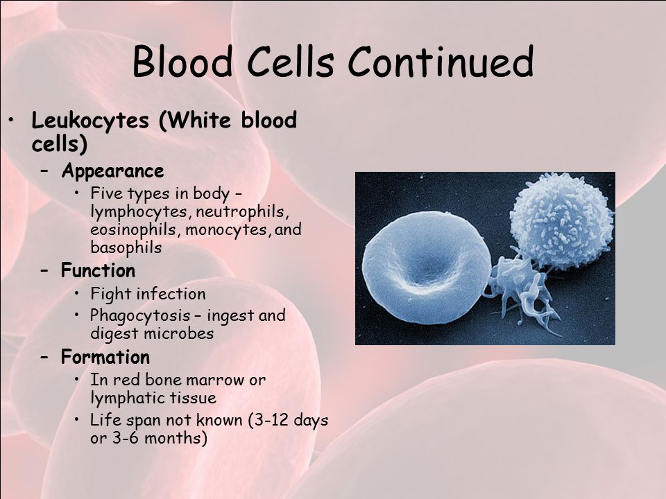 Blood Cells Continued Leukocytes (White blood cells) –Appearance Five types in body – lymphocytes, neutrophils, eosinophils, monocytes, and basophils –Function Fight infection Phagocytosis – ingest and digest microbes –Formation In red bone marrow or lymphatic tissue Life span not known (3-12 days or 3-6 months)