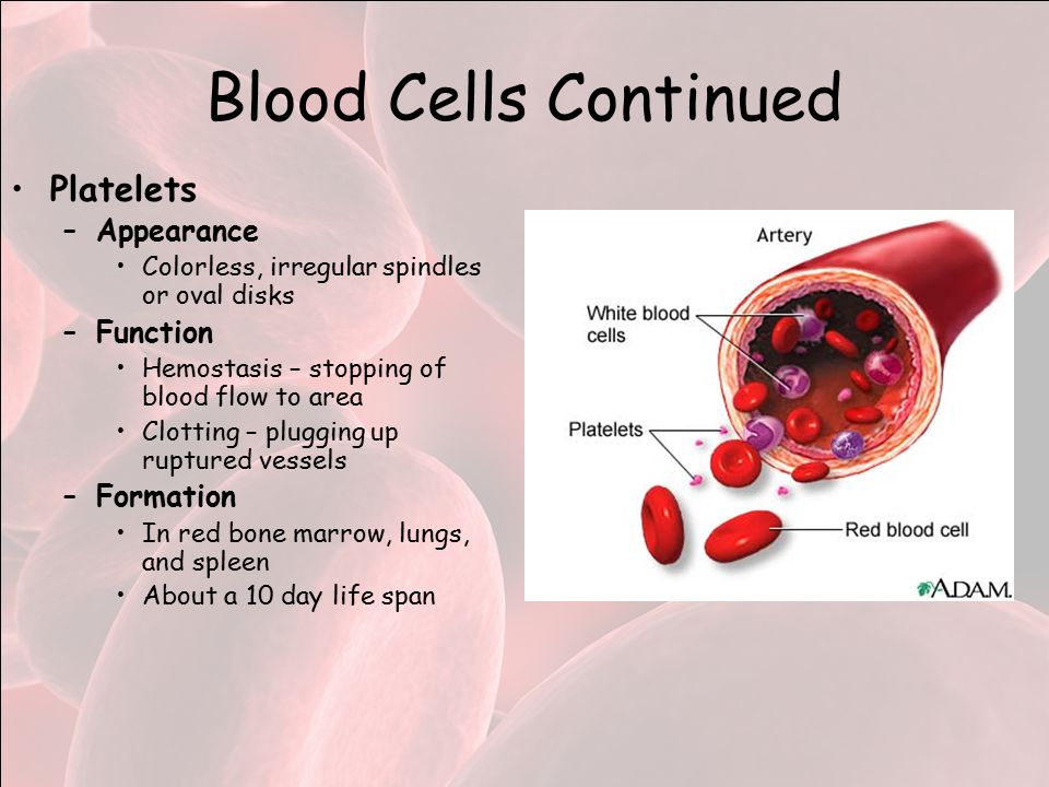 Blood Cells Continued Platelets –Appearance Colorless, irregular spindles or oval disks –Function Hemostasis – stopping of blood flow to area Clotting – plugging up ruptured vessels –Formation In red bone marrow, lungs, and spleen About a 10 day life span