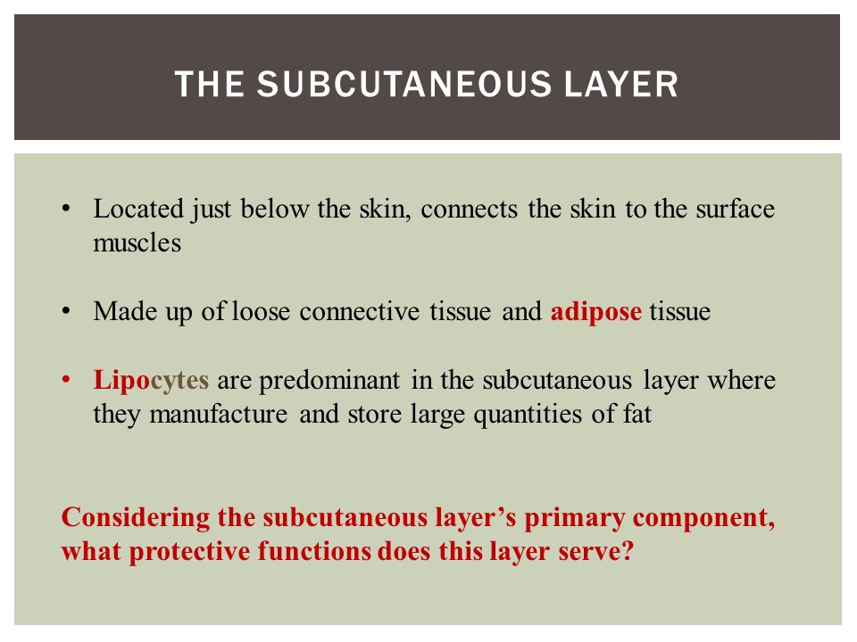 THE SUBCUTANEOUS LAYER Located just below the skin, connects the skin to the surface muscles Made up of loose connective tissue and adipose tissue Lipocytes are predominant in the subcutaneous layer where they manufacture and store large quantities of fat Considering the subcutaneous layer’s primary component, what protective functions does this layer serve