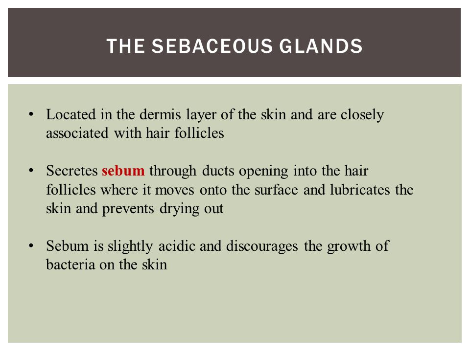 THE SEBACEOUS GLANDS Located in the dermis layer of the skin and are closely associated with hair follicles Secretes sebum through ducts opening into the hair follicles where it moves onto the surface and lubricates the skin and prevents drying out Sebum is slightly acidic and discourages the growth of bacteria on the skin