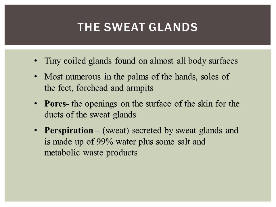 THE SWEAT GLANDS Tiny coiled glands found on almost all body surfaces Most numerous in the palms of the hands, soles of the feet, forehead and armpits Pores- the openings on the surface of the skin for the ducts of the sweat glands Perspiration – (sweat) secreted by sweat glands and is made up of 99% water plus some salt and metabolic waste products