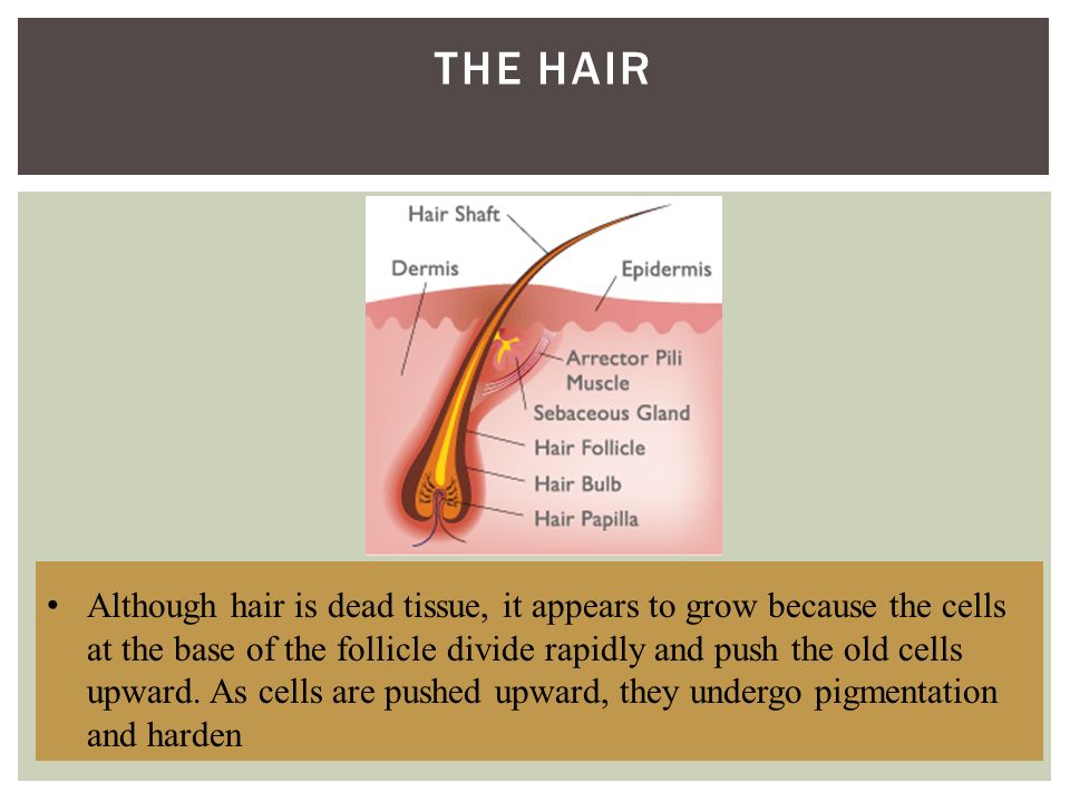THE HAIR Although hair is dead tissue, it appears to grow because the cells at the base of the follicle divide rapidly and push the old cells upward.