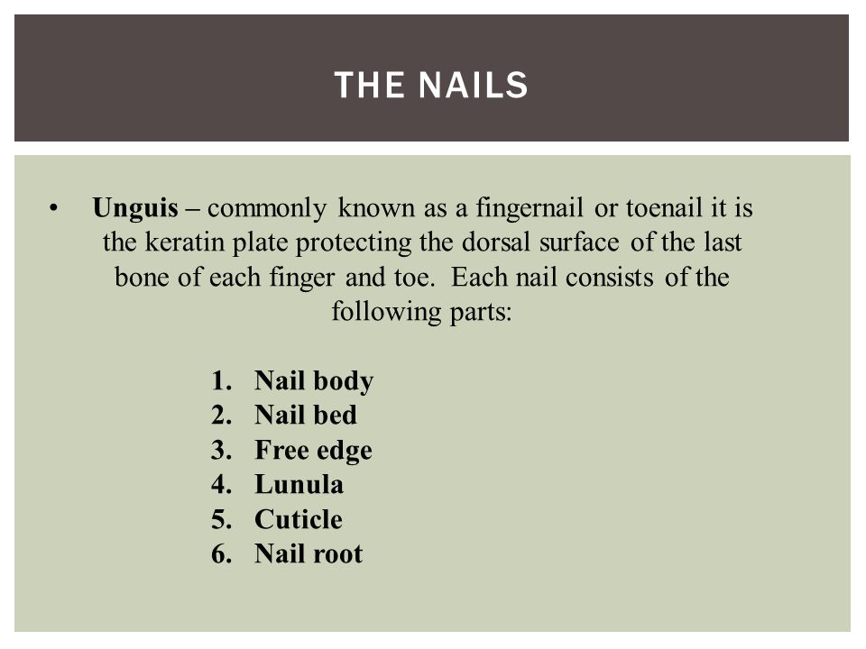 THE NAILS Unguis – commonly known as a fingernail or toenail it is the keratin plate protecting the dorsal surface of the last bone of each finger and toe.