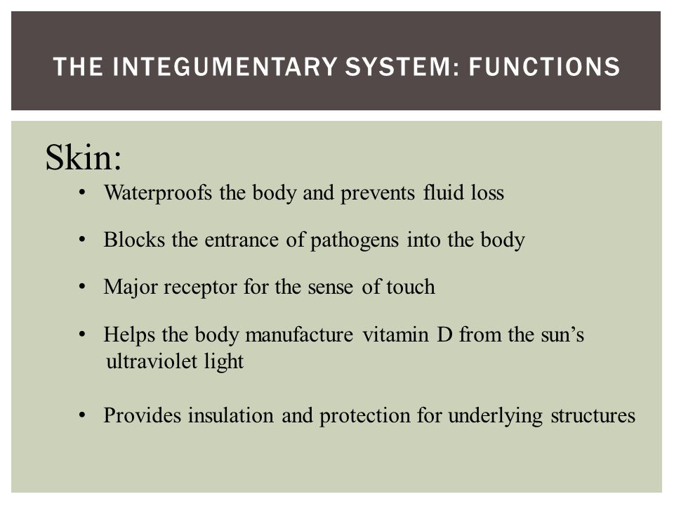 THE INTEGUMENTARY SYSTEM: FUNCTIONS Skin: Waterproofs the body and prevents fluid loss Blocks the entrance of pathogens into the body Major receptor for the sense of touch Helps the body manufacture vitamin D from the sun’s ultraviolet light Provides insulation and protection for underlying structures