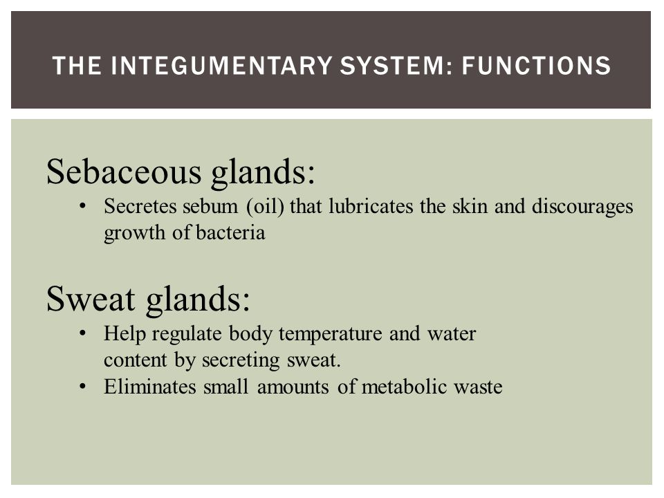 THE INTEGUMENTARY SYSTEM: FUNCTIONS Sebaceous glands: Secretes sebum (oil) that lubricates the skin and discourages growth of bacteria Sweat glands: Help regulate body temperature and water content by secreting sweat.
