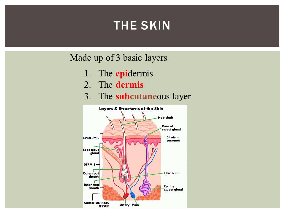 THE SKIN Made up of 3 basic layers 1.The epidermis 2.The dermis 3.The subcutaneous layer
