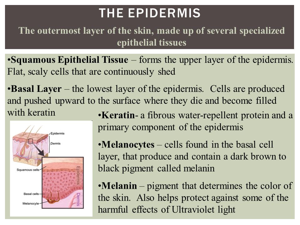 THE EPIDERMIS The outermost layer of the skin, made up of several specialized epithelial tissues Squamous Epithelial Tissue – forms the upper layer of the epidermis.